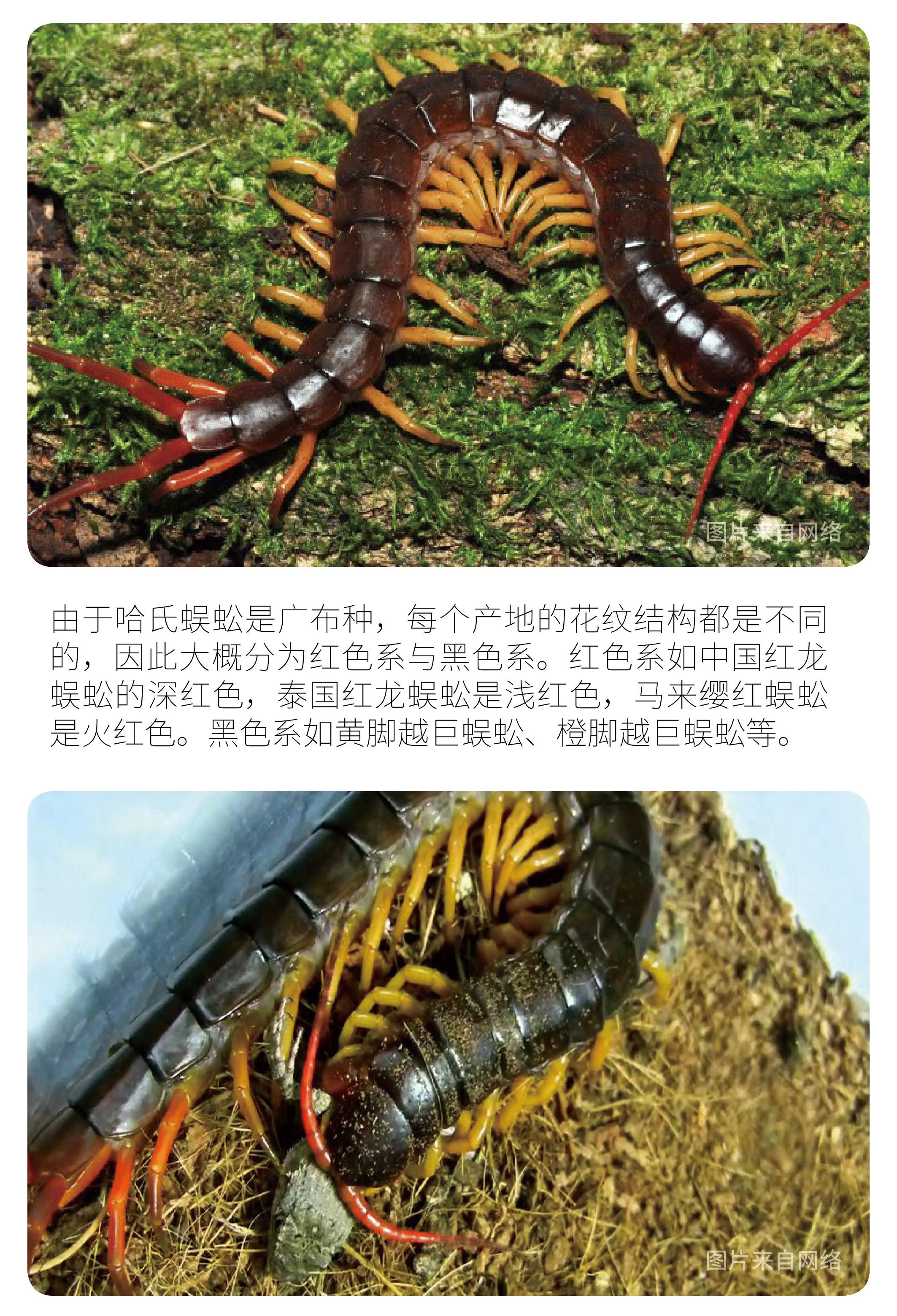 物种小谈┃哈氏蜈蚣