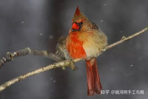 现在你也许在想,嵌合体个体能否繁殖?事实上,某些是可以的.