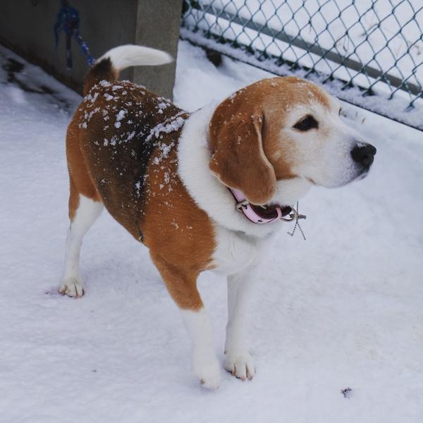 你见过最美的雪景是在哪里?