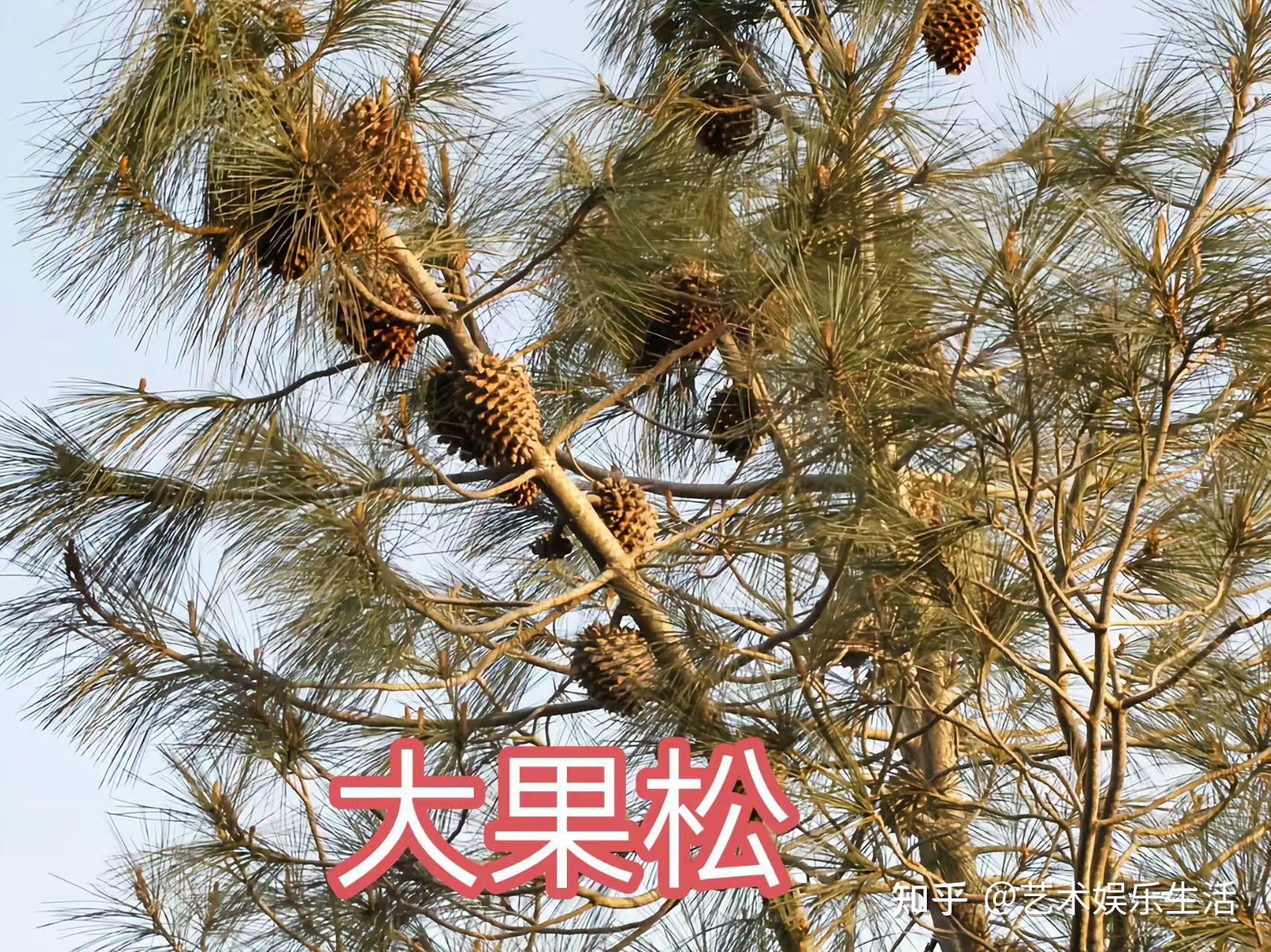 215种松科植物,最长寿的狐尾松已经活了4800岁 - 知乎