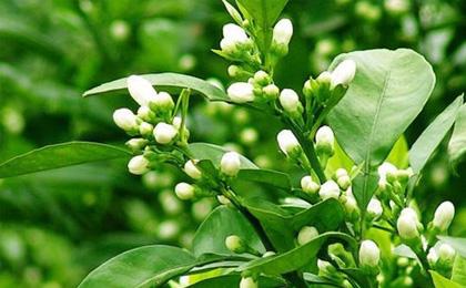 “三世同堂”的神奇本草--代代花,造就古龙香水 - 知乎