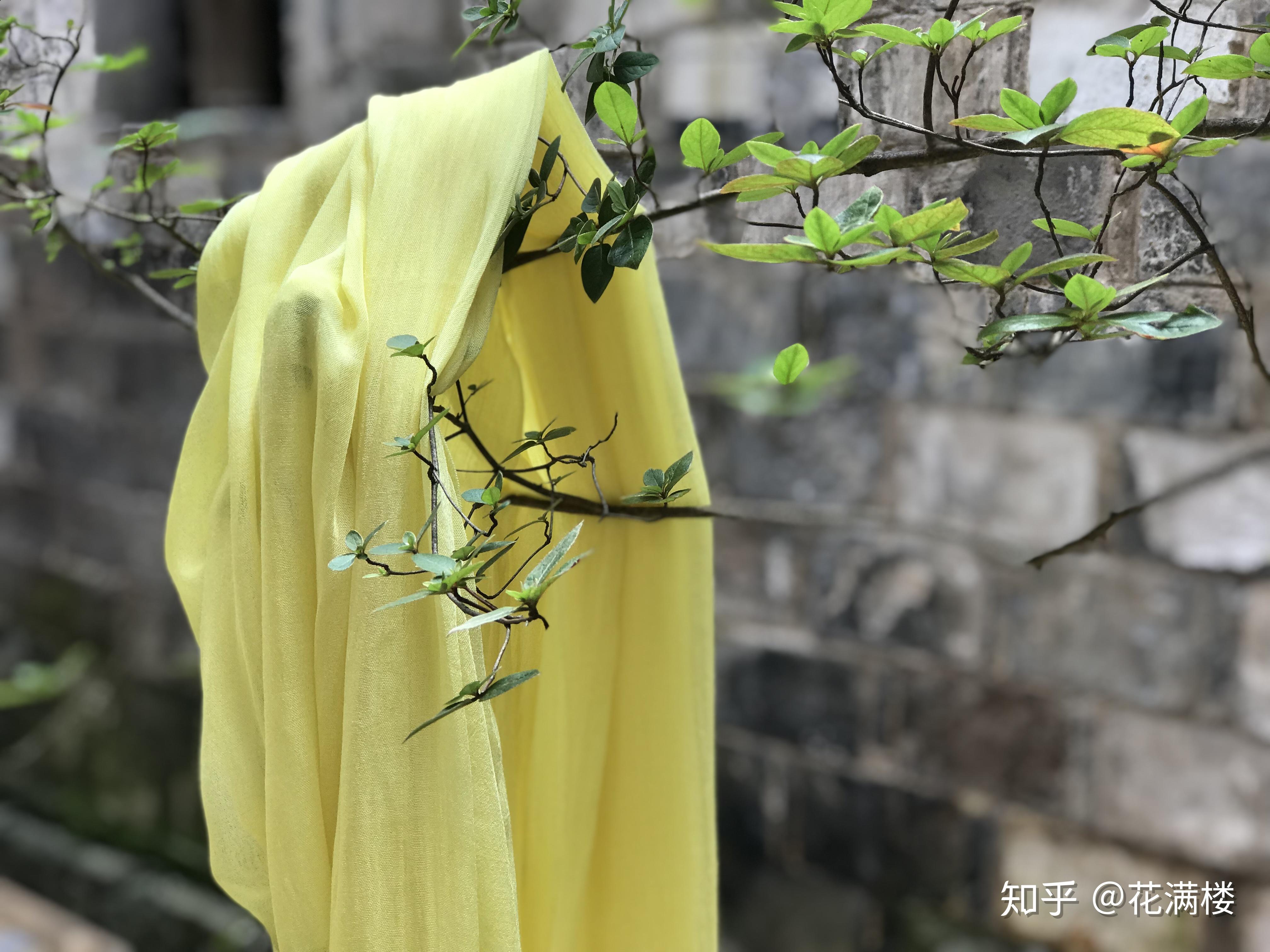 草木染白玉菩提根槐米染黄