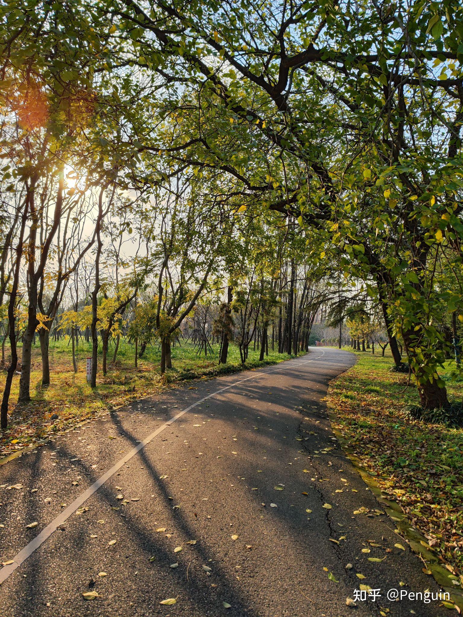 外出旅行中遇到哪些林间步道上的美景令你印象深刻? - 知乎