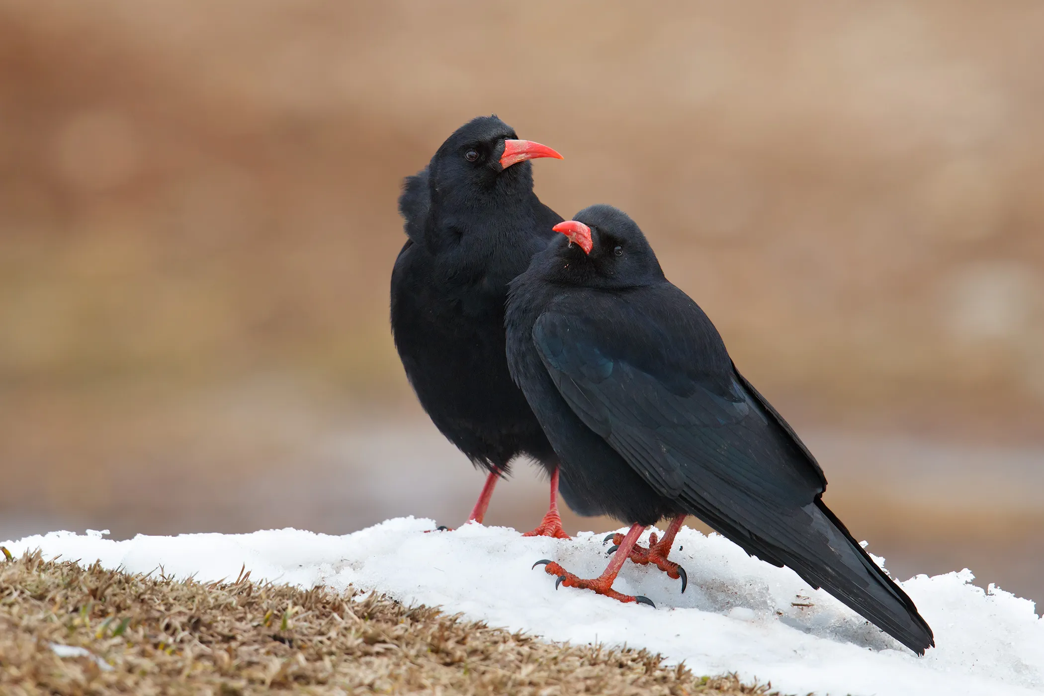 并没有哪种乌鸦的毛色,真能长得像石榴石?