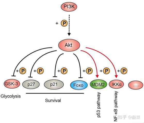 经典信号通路总结——PI3K/AKT/mTOR信号通路 - 知乎