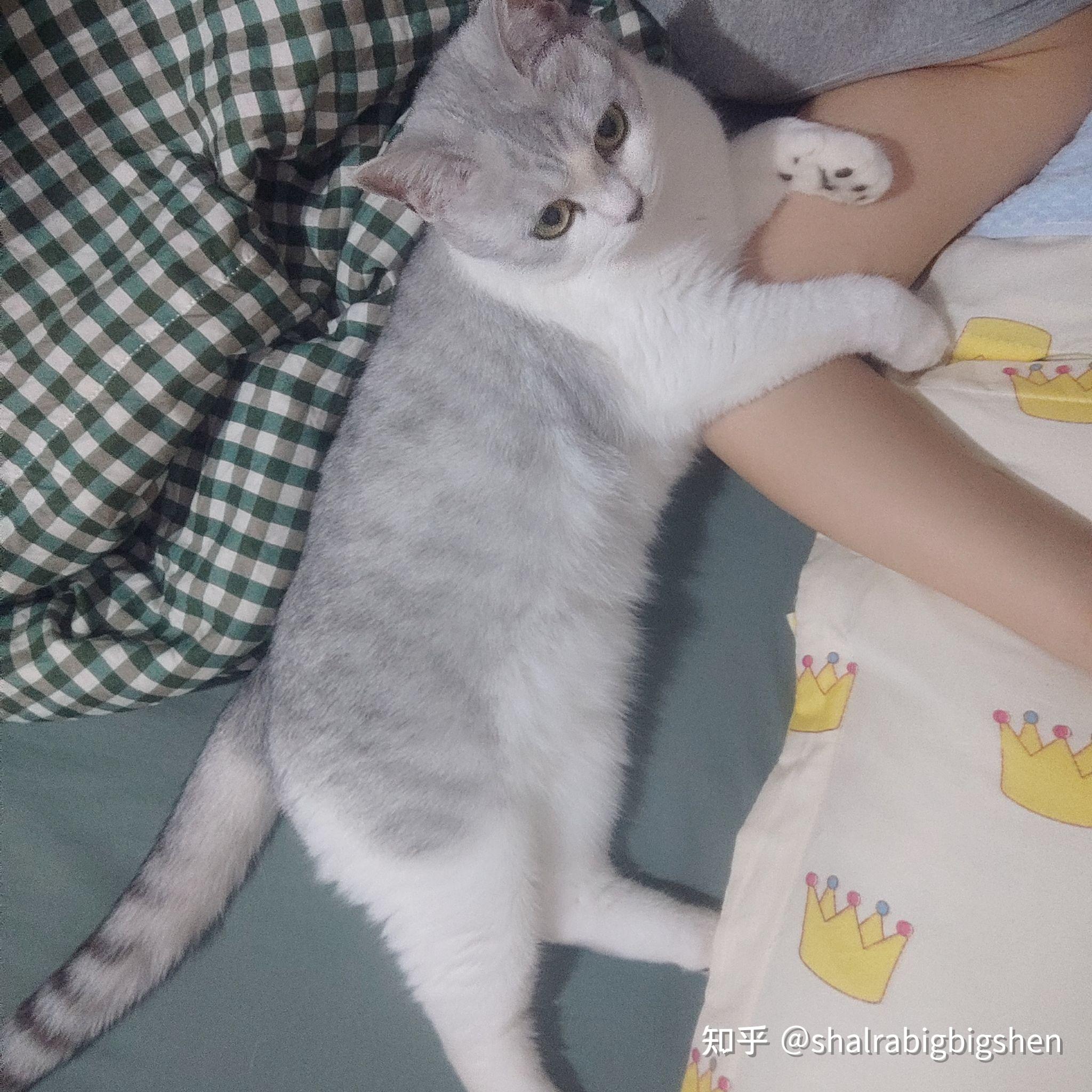银渐层和狸花猫配出来是个什么样子?