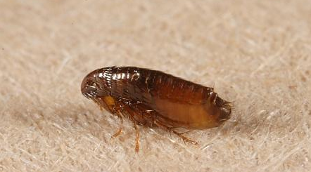 猫的身上有跳蚤怎么办