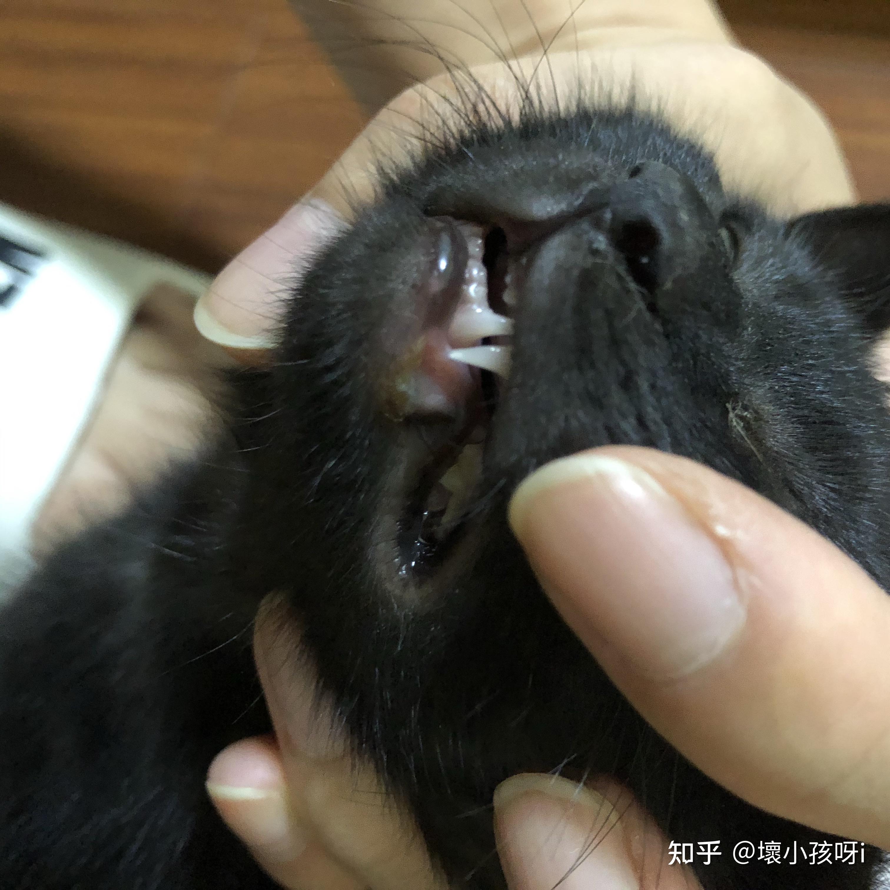 猫嘴巴有黑色凝固物图片