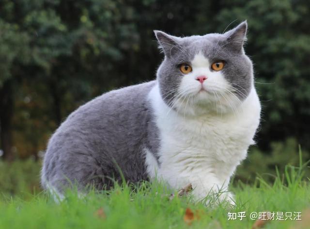 猫的全身照和正脸照图片