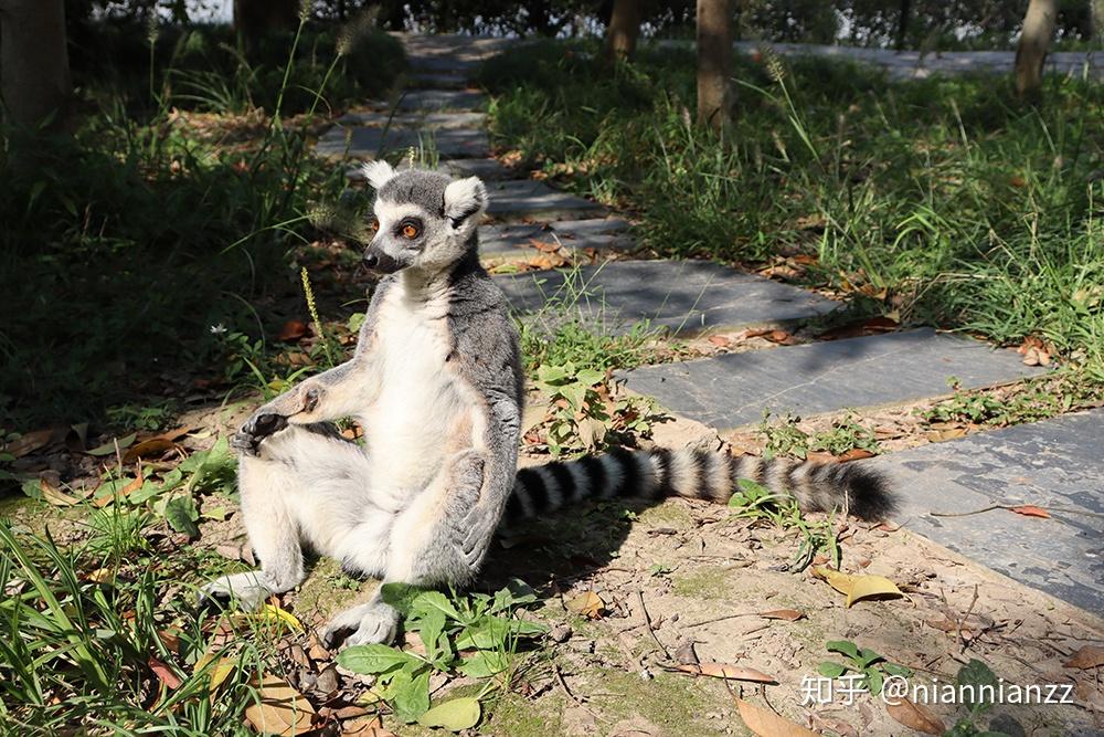 中國最好的動物園在哪裡