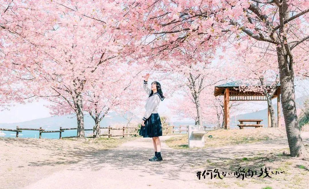 怎么和樱花拍照