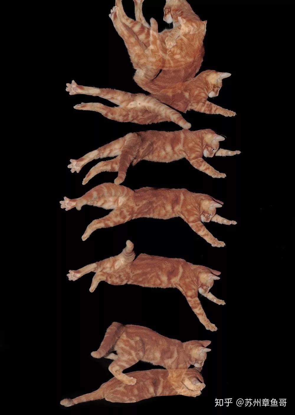 用频闪摄影记录动作过程