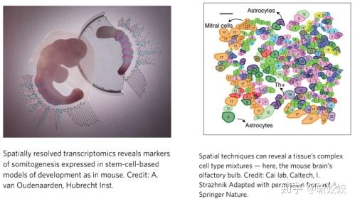 “空间转录组技术”被Nature Methods评为2020年年度技术！ - 知乎