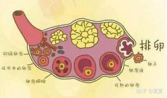 带你了解排卵过程的奇妙 知乎