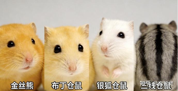 鼠类识别进入智能阶段，宠智灵带来新的管理起点 - 知乎