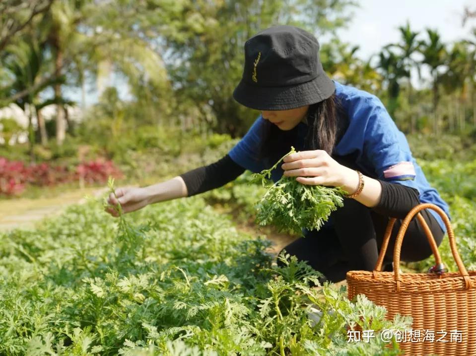 小o妹种菜记一键解锁田园生活的快乐秘诀