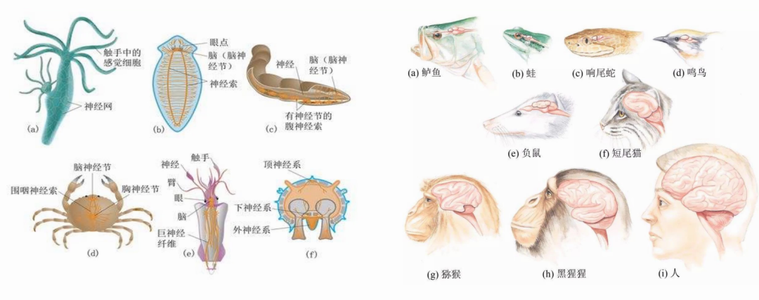图4:从散布结构到集中化大脑,图源:报告ppt本质上社会的发展和大脑的