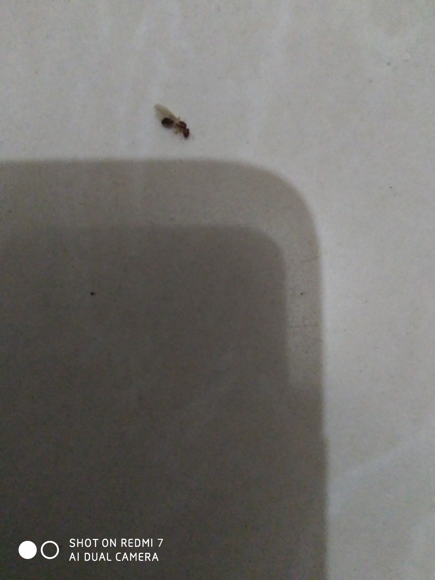 这种带翅膀的黑蚂蚁是什么？ - 知乎