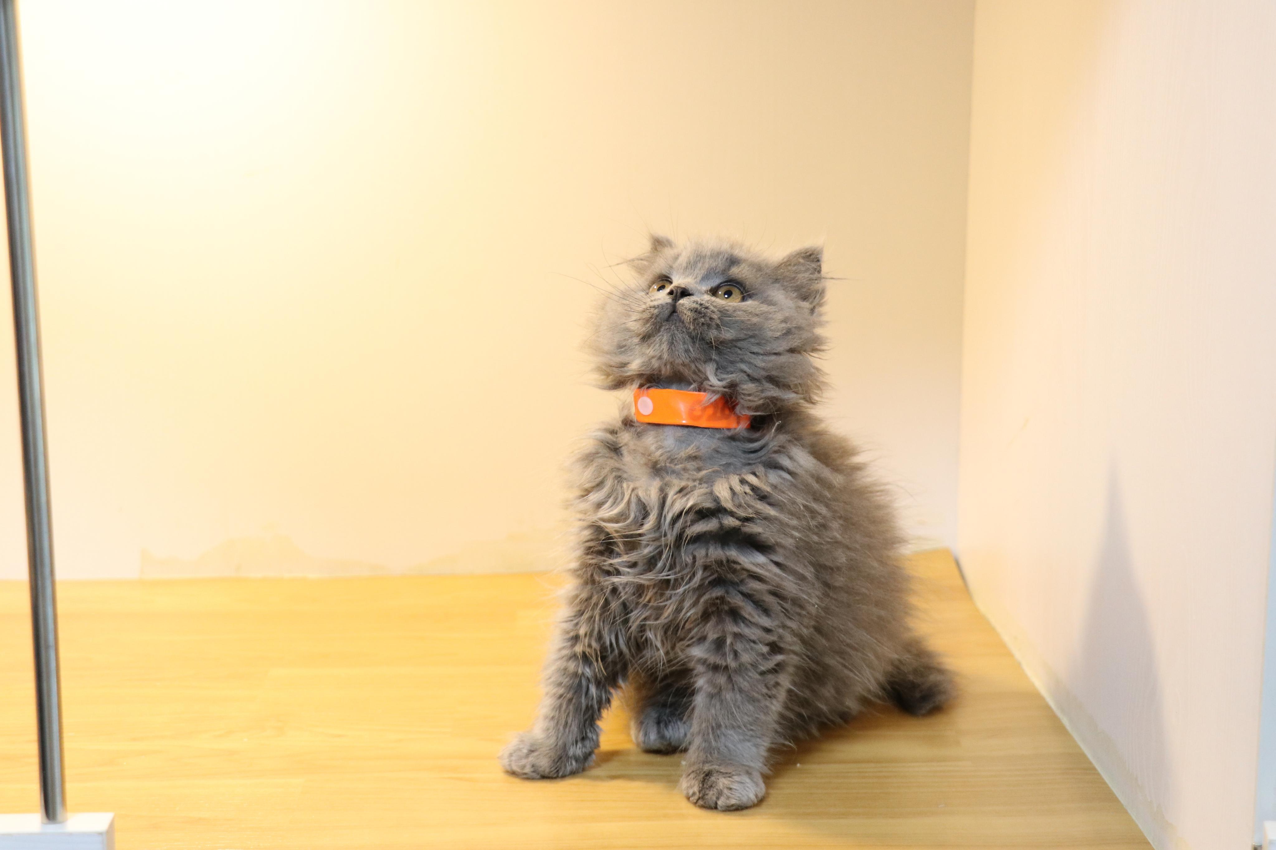 英国蓝猫宠物猫咪高请照片沐米英国短毛猫