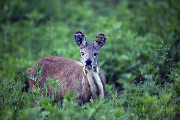 天然麝香取自成熟雄性麝鹿下腹部皮层下的腺囊,这种物质简单地说呢~就