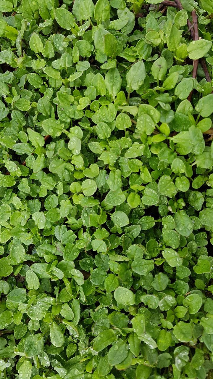 4. 多肉植物品种