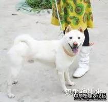 立耳犬种大全 v2-9dae4f34dfe0d1f7cecfbb396d40cd28_b.jpg