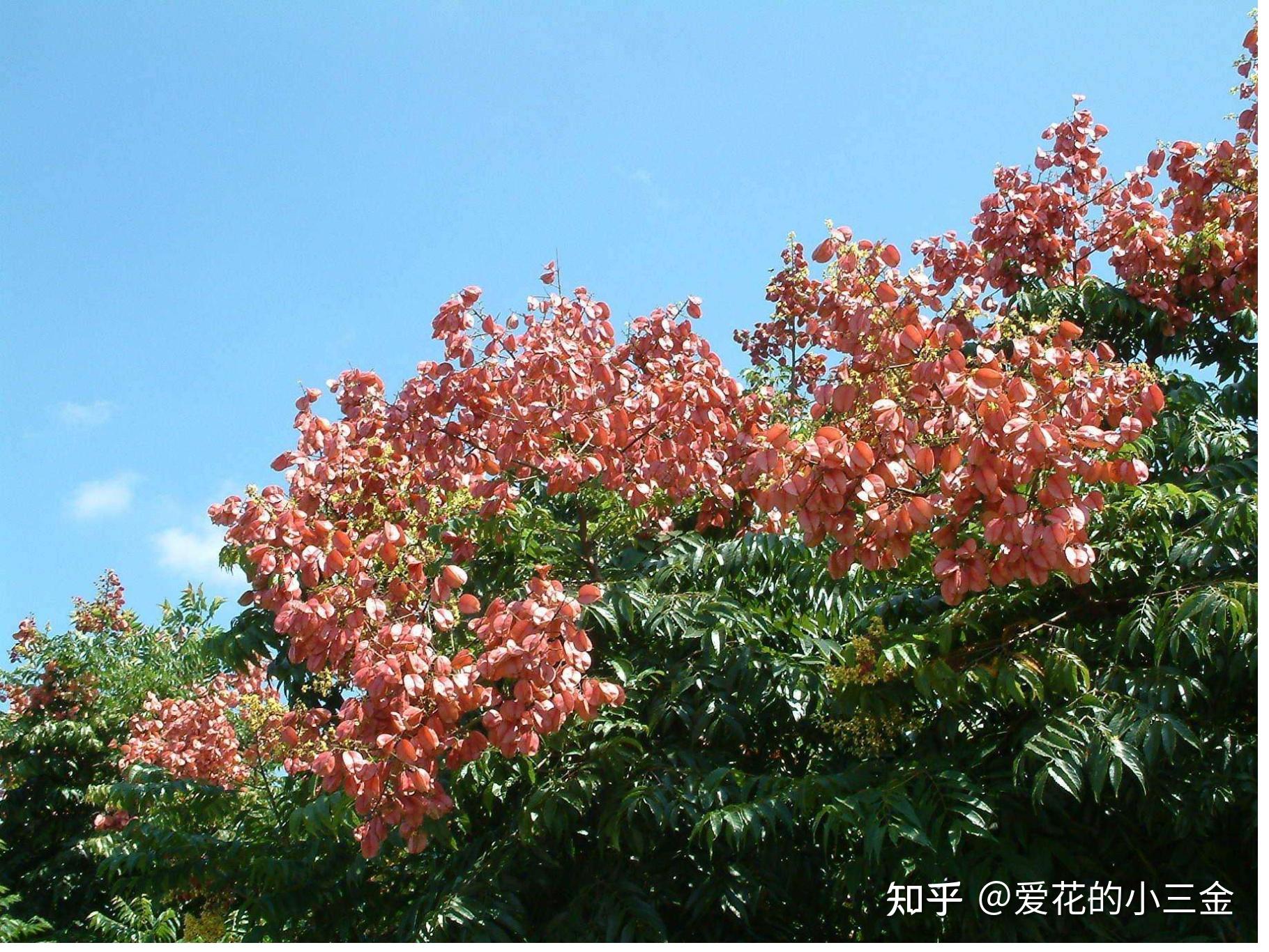 九月会开的花花(8):栾树花开秋意起 一年能占十月春 - 知乎