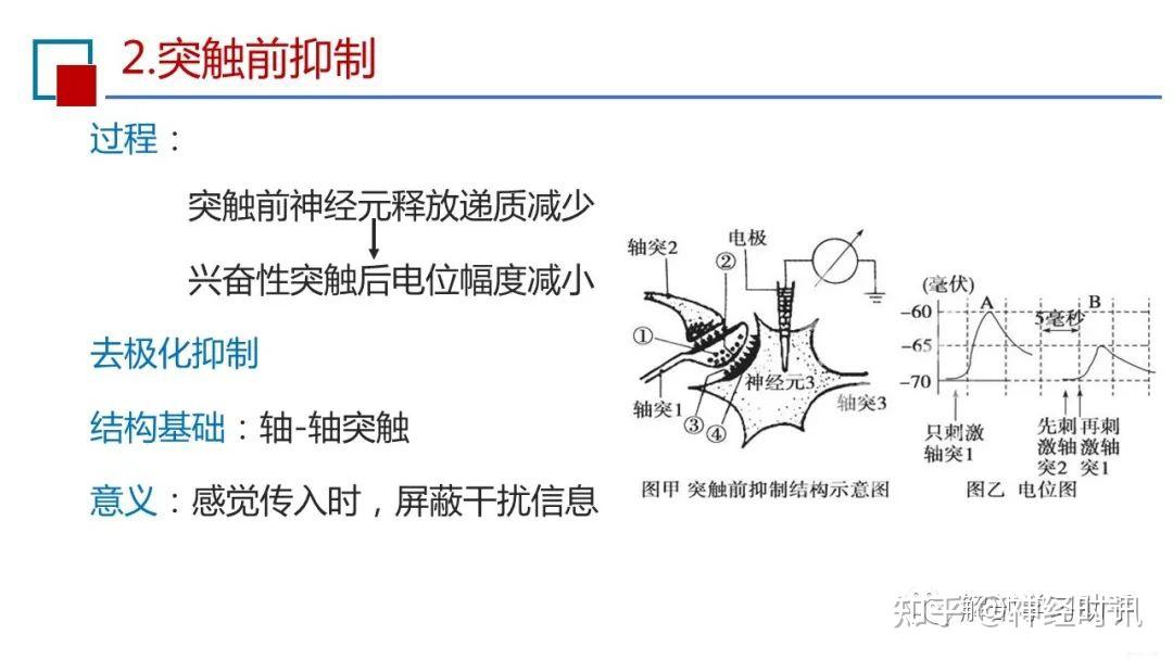 突触前抑制图片