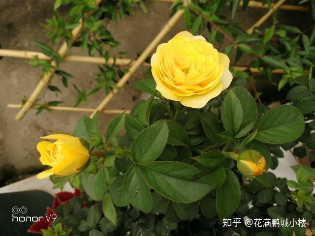 火星王阳台月季金色微月荷兰阳台系列