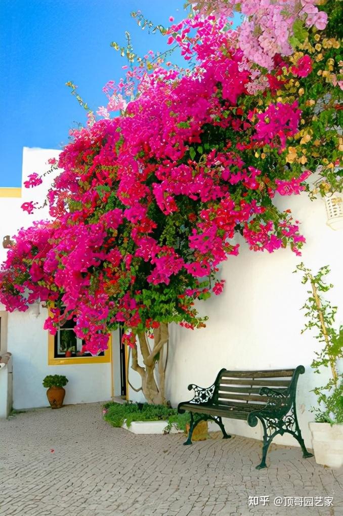 三角梅是一种比较传统的爬藤植物,用它做花墙,效果