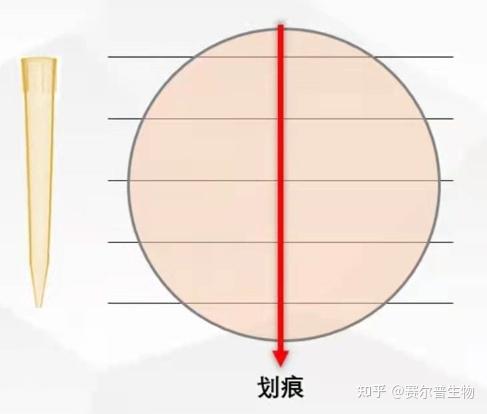 失败经验+步骤总结:看似简单的细胞划痕实验 - 知乎
