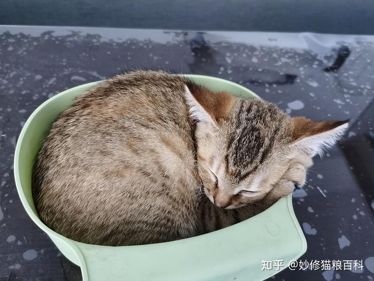 中华神猫之“雀猫”,为什么说是猫界“大哥”?这几点太优秀了 - 知乎