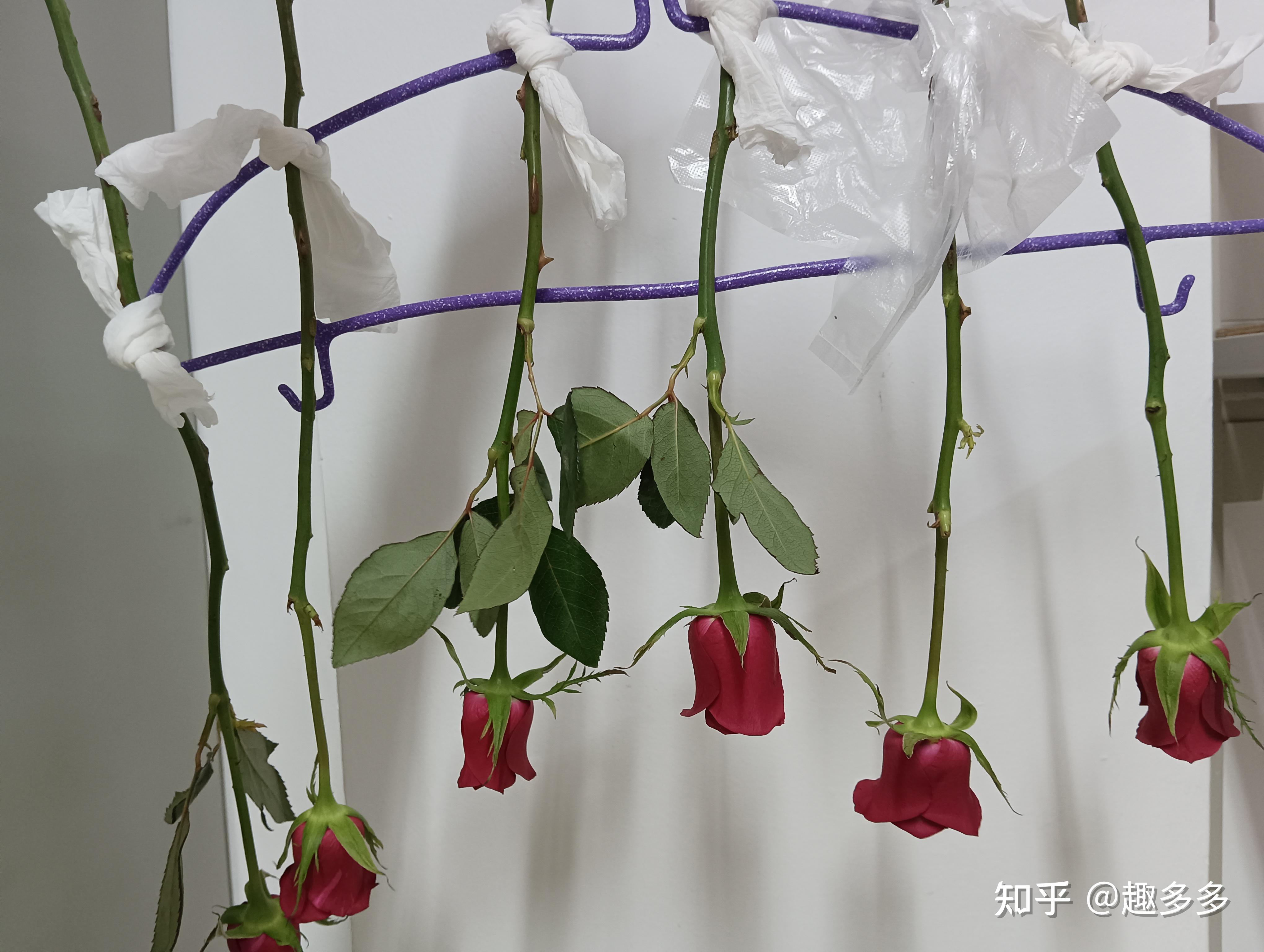 8.27下午 心血来潮想做 玫瑰干花 ,越看越喜欢,喜欢就舍不得扔掉.