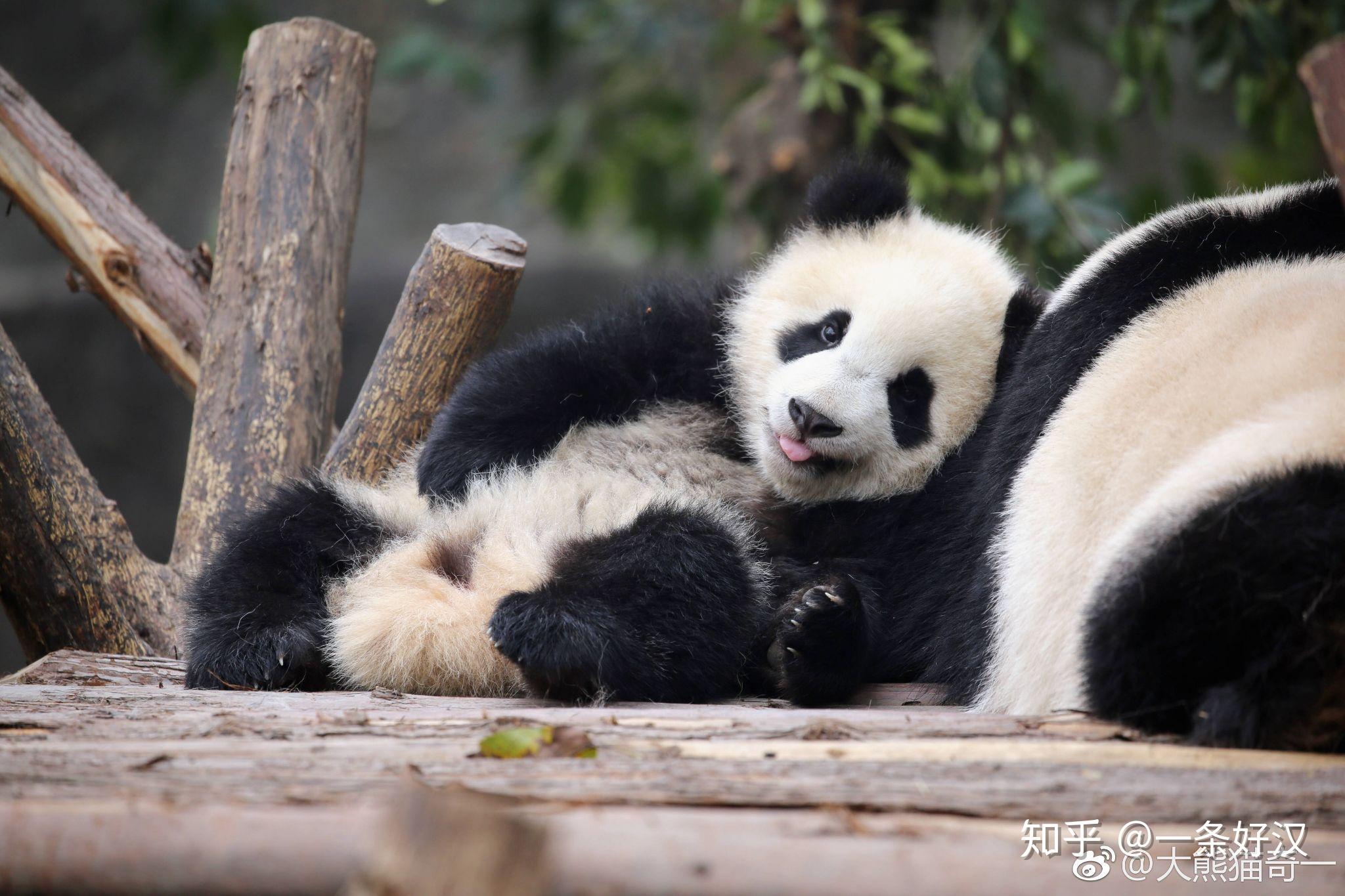 “滚滚”上新！中国大熊猫保护研究中心卧龙神树坪基地迎来今年首只熊猫宝宝|中国_新浪新闻