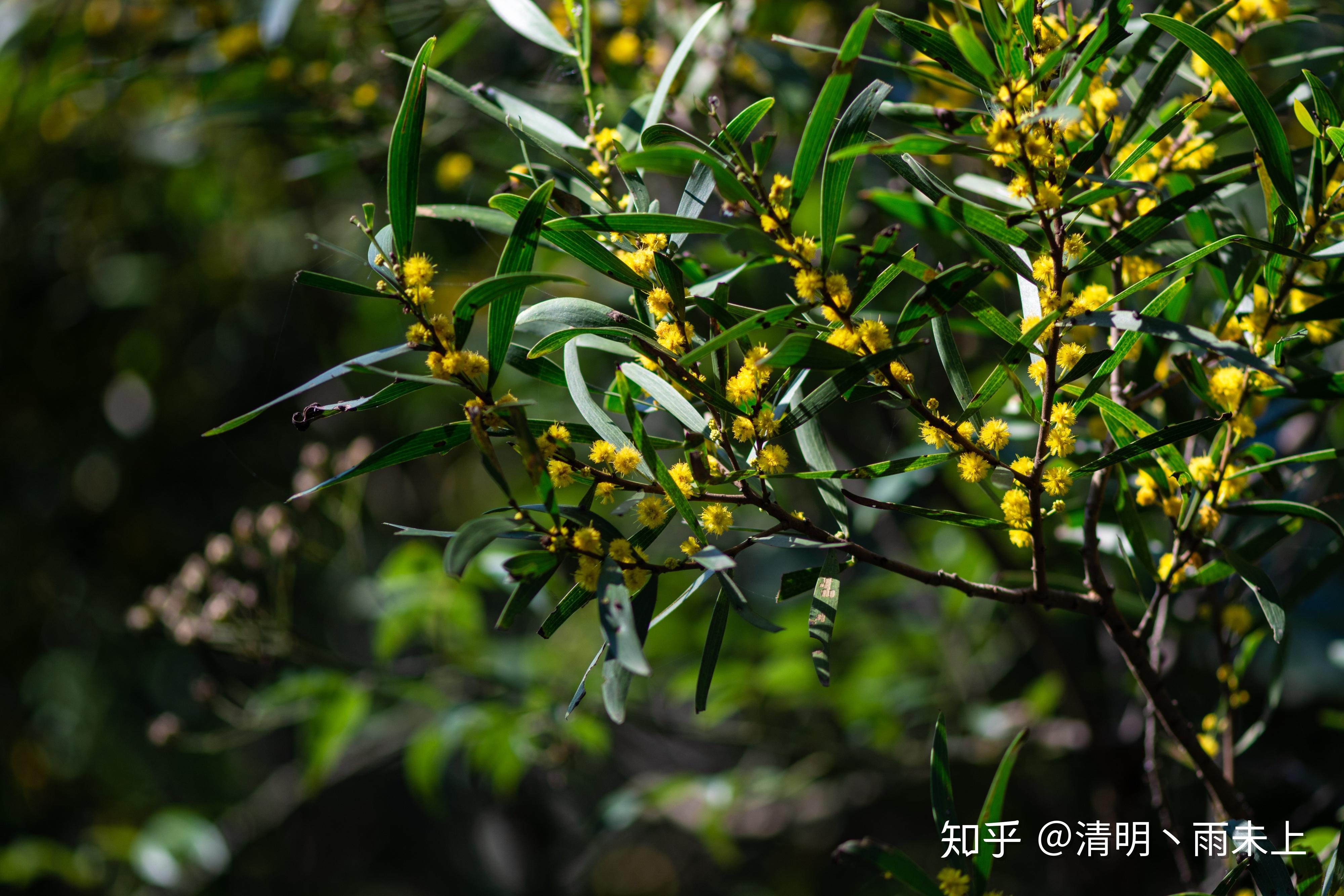 科属:豆科,相思树属别名:相思树,台湾相思树图片