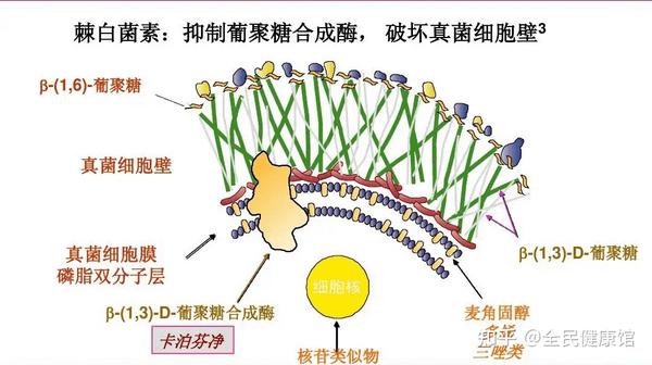 侵袭性真菌感染用药指南:三类全身性抗真菌药物优缺点大盘点! - 知乎