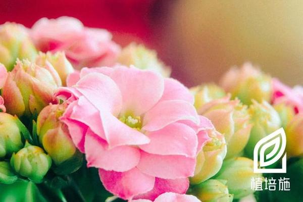 植培施 长寿花kalanchoe Blossfeldiana 温室花卉栽培手册 知乎