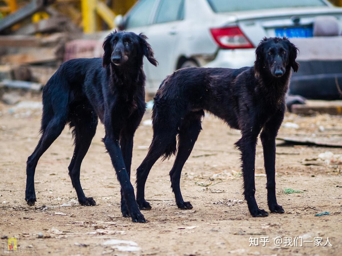 1,中國細犬