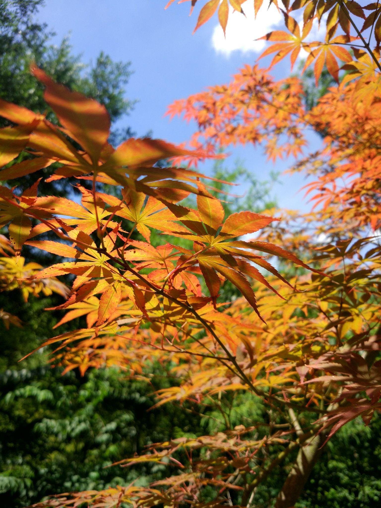 小米6合适吗,看网上都说小米6拍照不太好,ov性