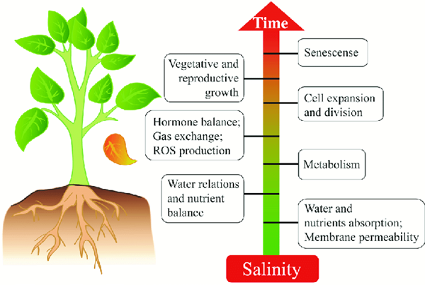 如何研究植物盐胁迫环境压力?选Agrisera盐胁迫相关抗体 - 知乎