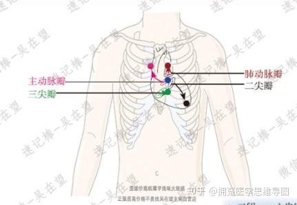 速记循环系统心脏杂音听诊区,听诊部位,巧记心血管系统杂音听诊区 - 知乎