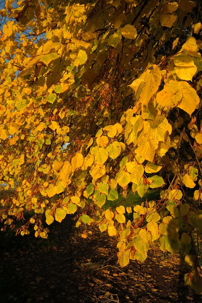 广玉兰树上什么肥料好