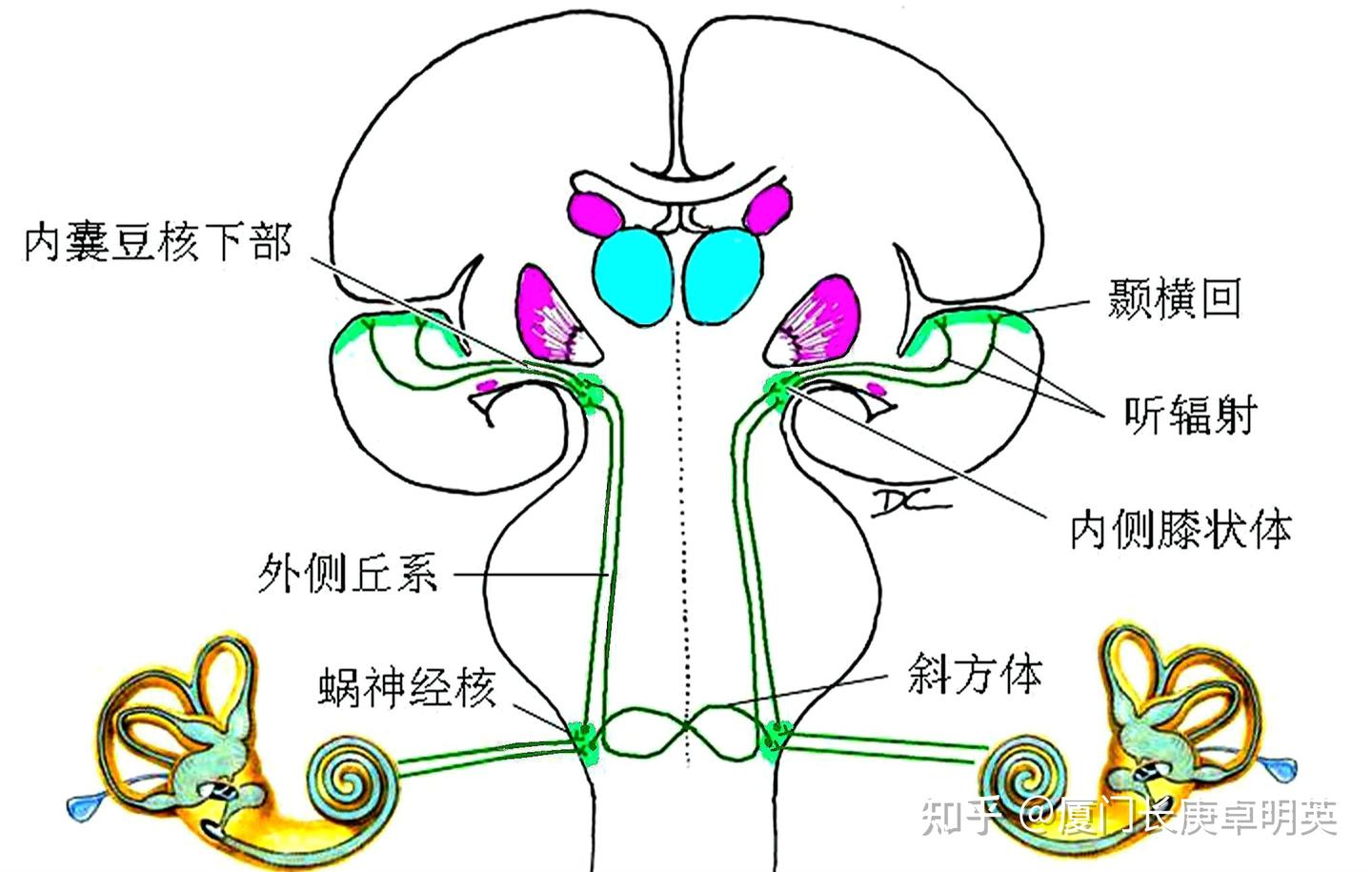 从听觉生理过程,看懂感音神经性耳聋为什么这么难治 - 知乎