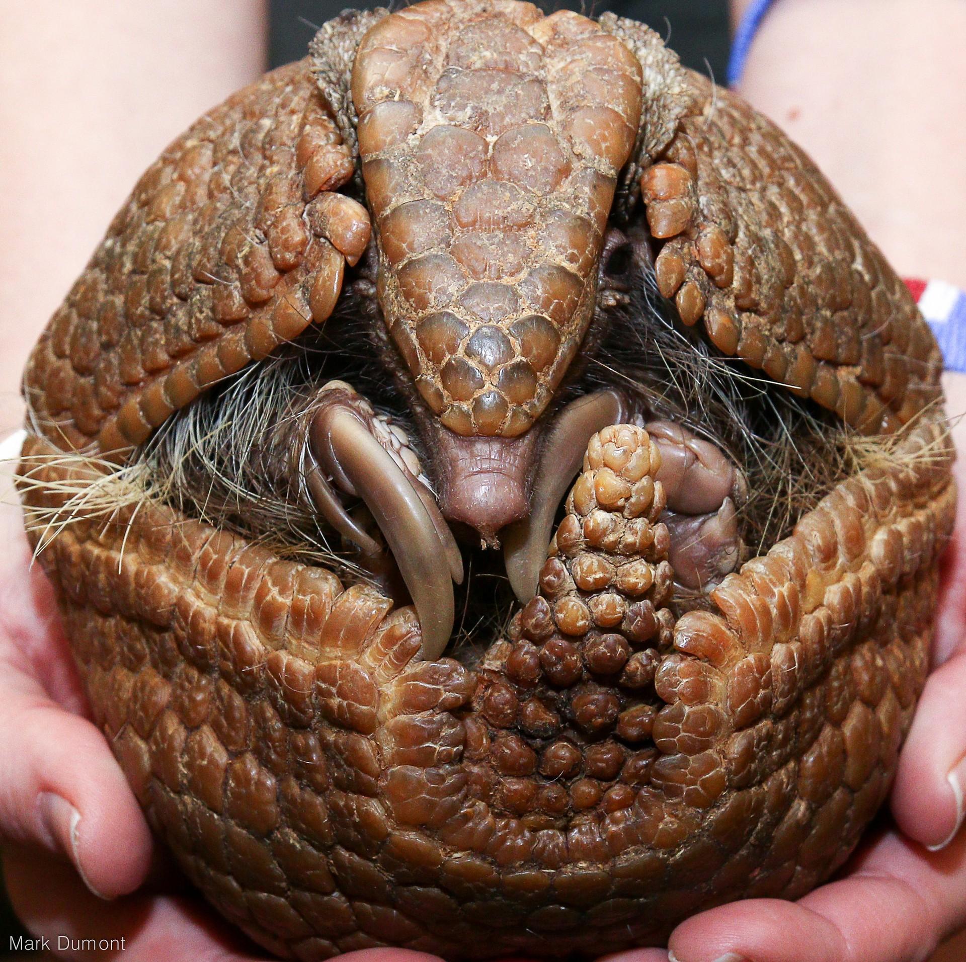 如何区分犰狳食蚁兽和穿山甲