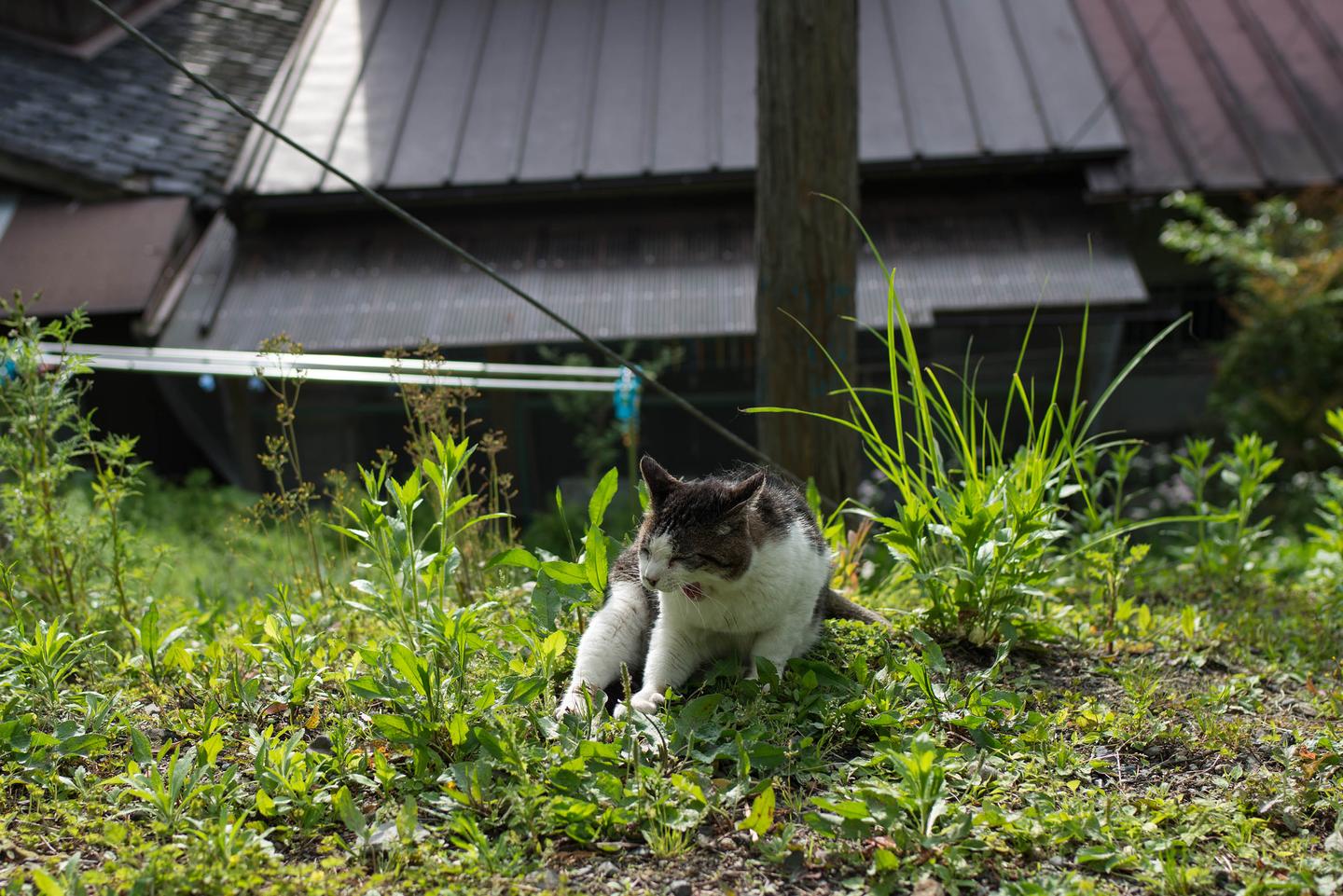 那些年在日本撸过的猫 知乎 那些年在日本撸过的猫 知乎