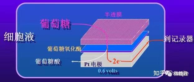 半透膜過濾使得組織液內的葡萄糖,與電極上攜帶的葡萄糖氧化酶反應