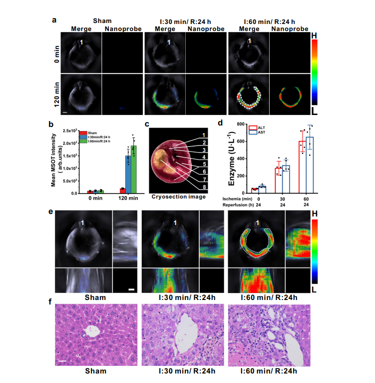 圖7:納米探針btpe-no2@f127在msot成像小鼠肝臟缺血-再灌注損傷模型中