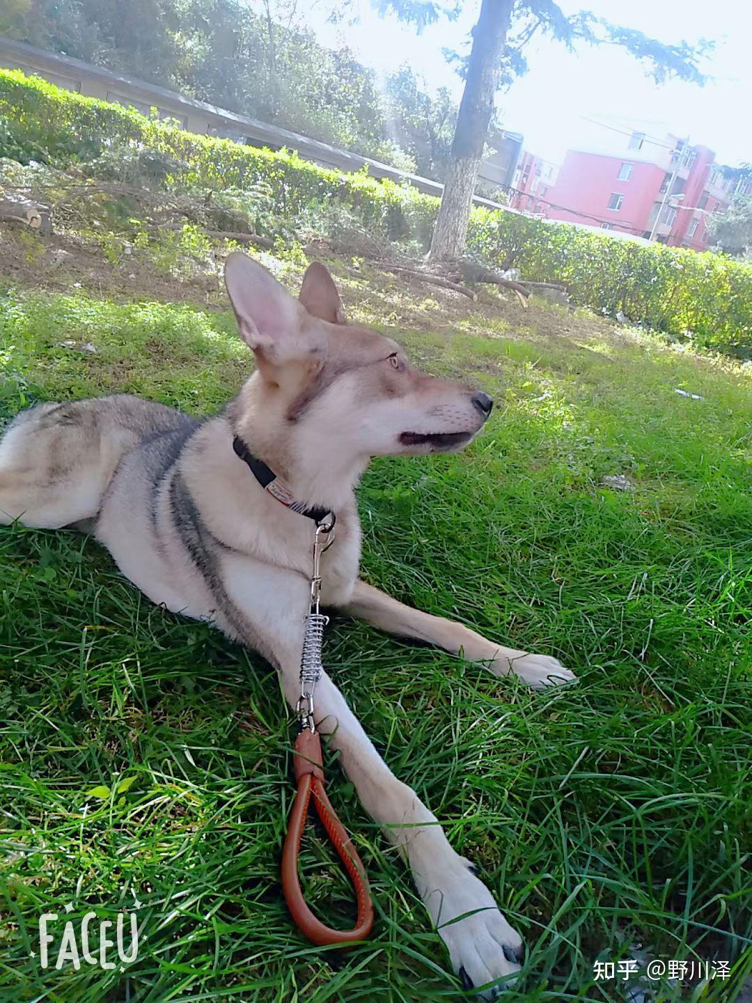 卖捷克狼犬,吉林省长春市,吉林省周边包运费,价格低速来。 - 知乎