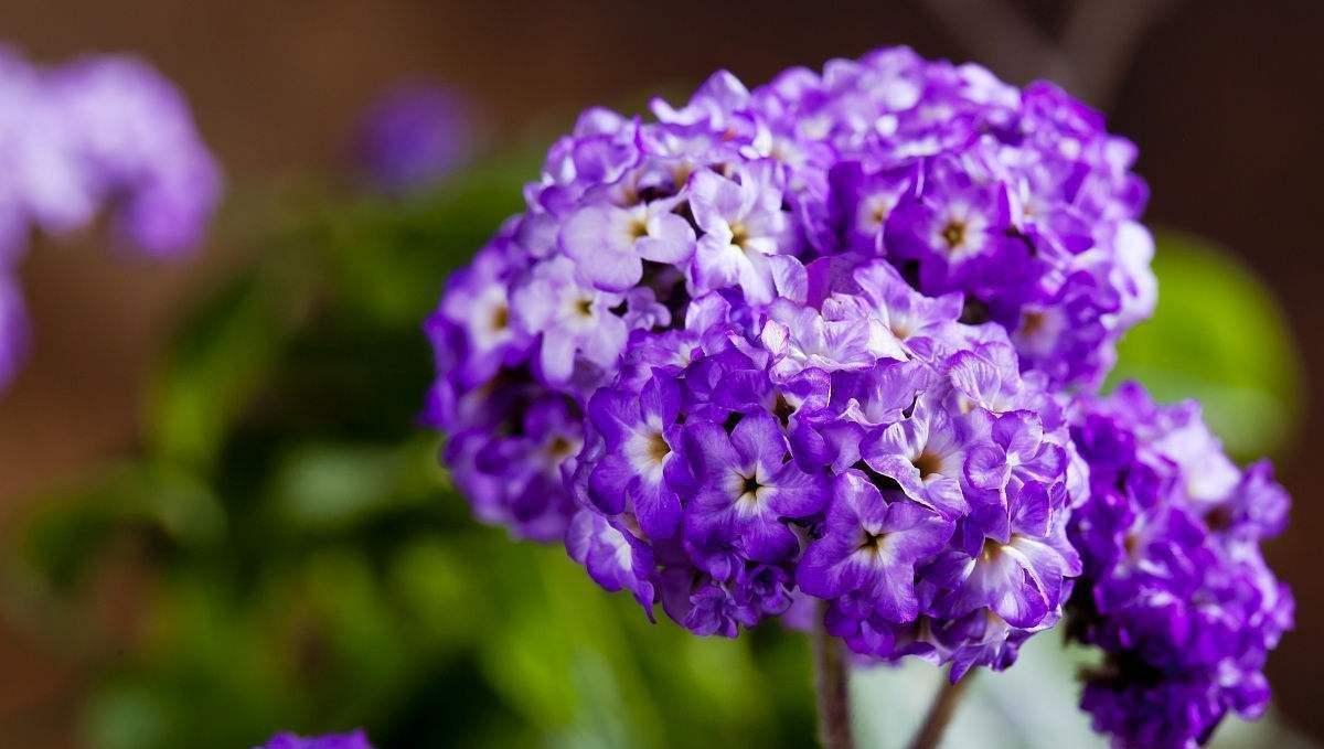 香水草色泽美丽梦幻 花朵做成香囊 当属独款香水味 知乎