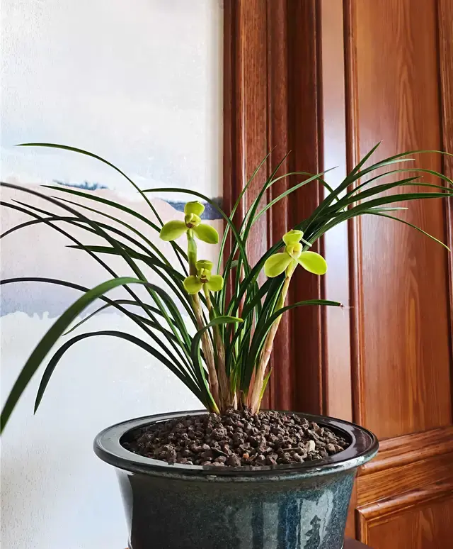 もと丸　山野草　春蘭　中国春蘭　小打梅　花芽付 もと丸 山野草 春蘭 中国春蘭 宋梅 花芽付 ⑤